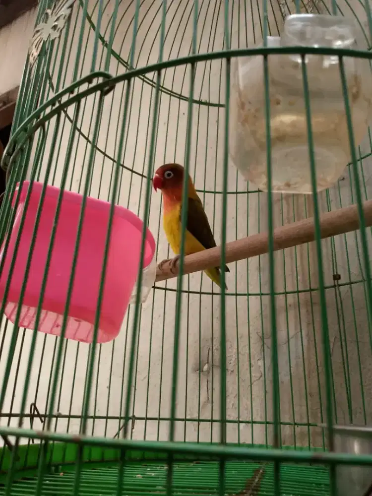 Lovebird dewasa jinak
