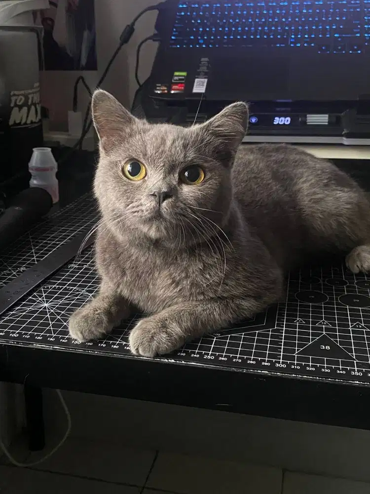 British short hair (BSH)