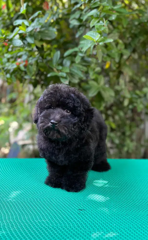 Anjing Toy Poodle