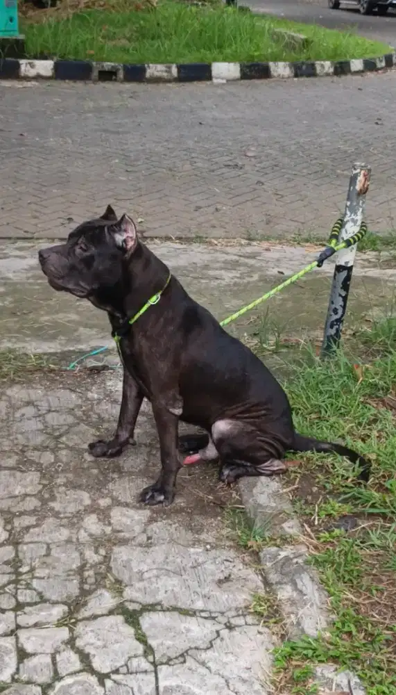 PITBULL JANTAN BIG SIZE