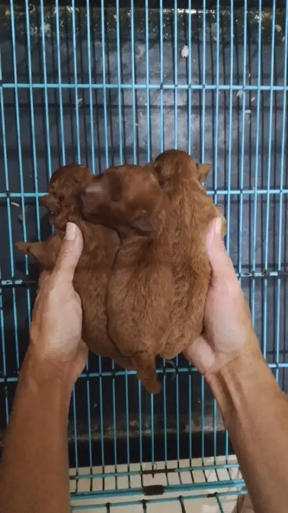 Female red toy poodle