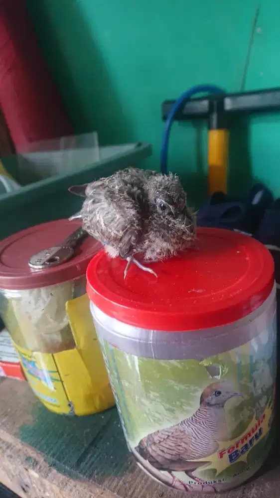 anak burung perkutut lokal tunggal