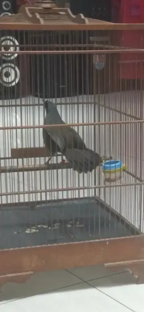 Poksay hongkong gacor jinak buka ekor buka sayap