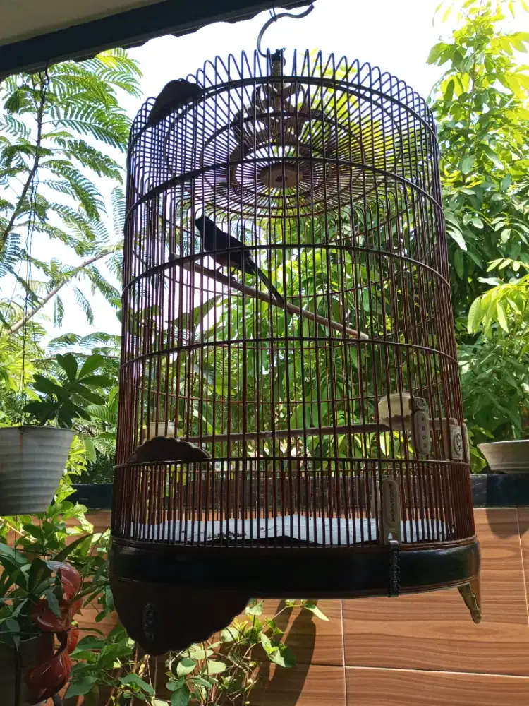 Murai Medan dari anakan