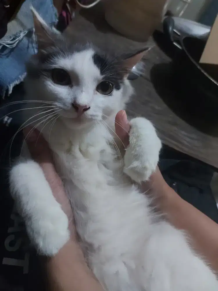 free adopsi kucing 6 bulan