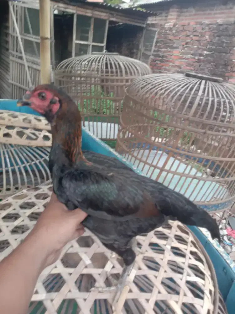 Ayam babon Pama IQ 2