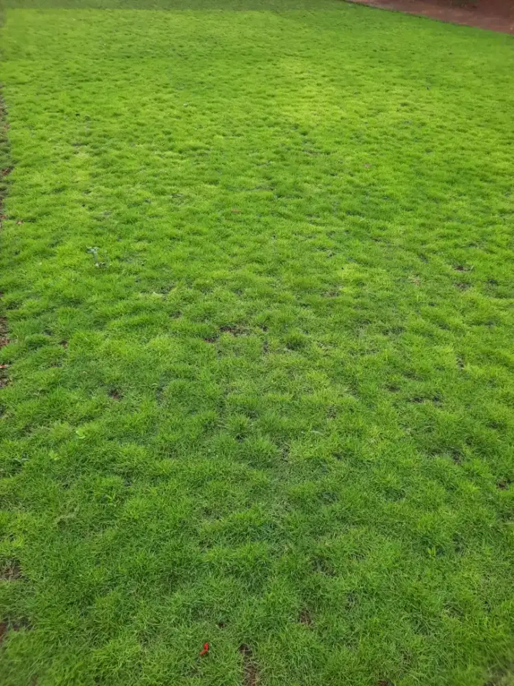 Rumput swiss halus dan lembut