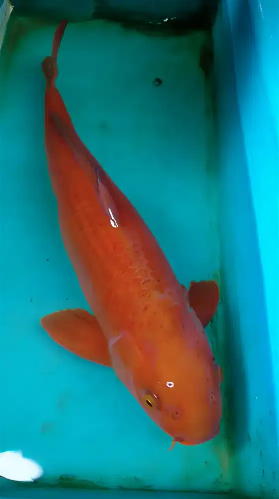 Koi Chagoi Sangat Jinak 52cm