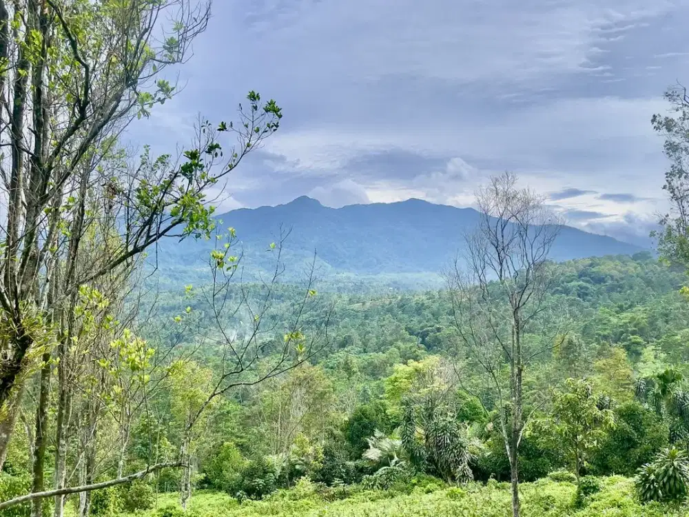 Dijual Murah Tanah 1 ha Kebun Cengkeh Teh Durian Serangpanjang Subang
