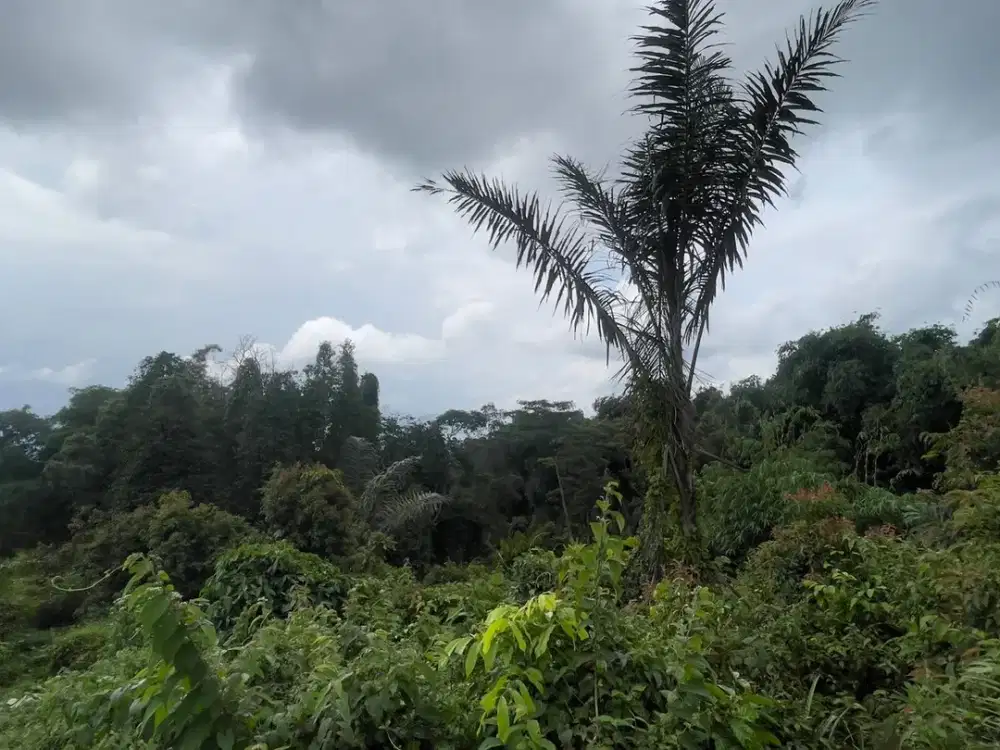 Murah Tanah 1021 m2 Dekat Rest Area 97 Darangdan Purwakarta