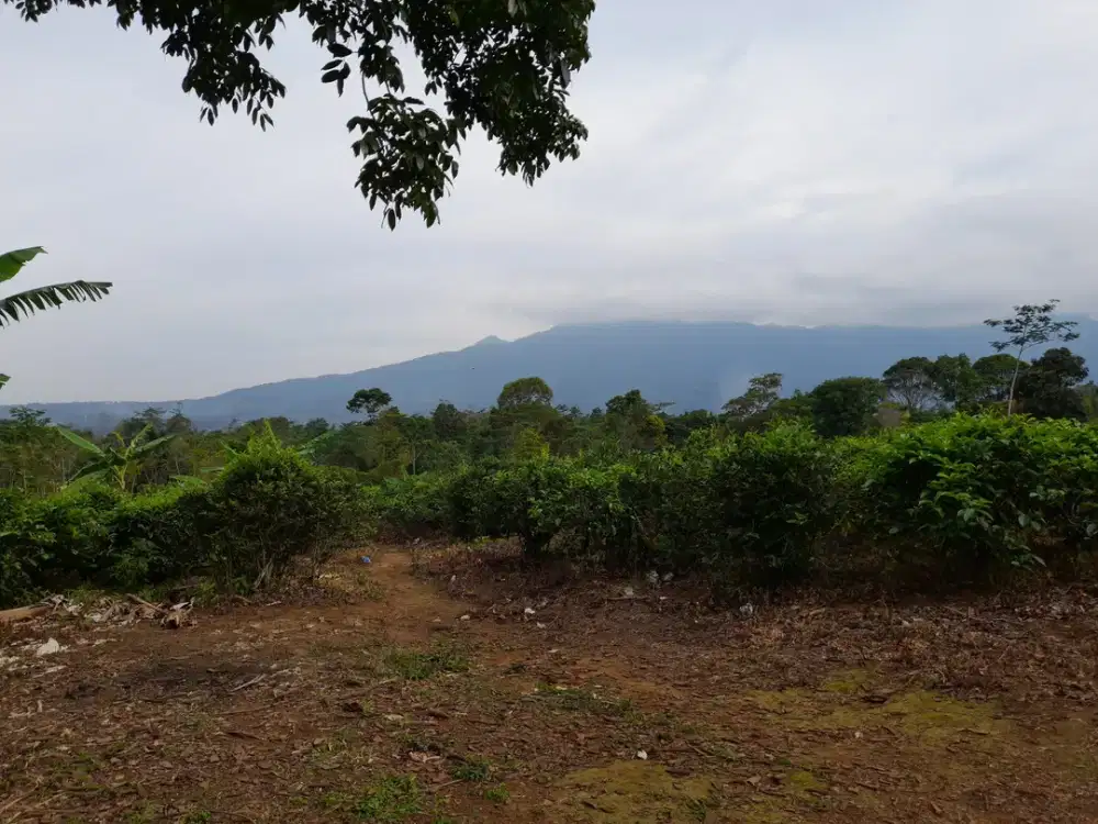 Tanah Kebun Teh 3156 m2 Akses Mobil Dijual Murah di Bojong Purwakarta