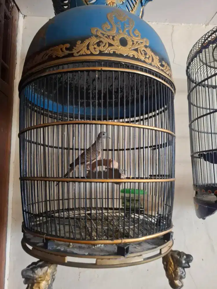 Perkutut Bangkok Jantan