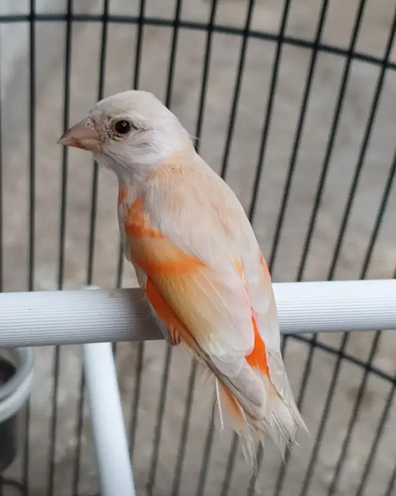 Red siskin isable betina