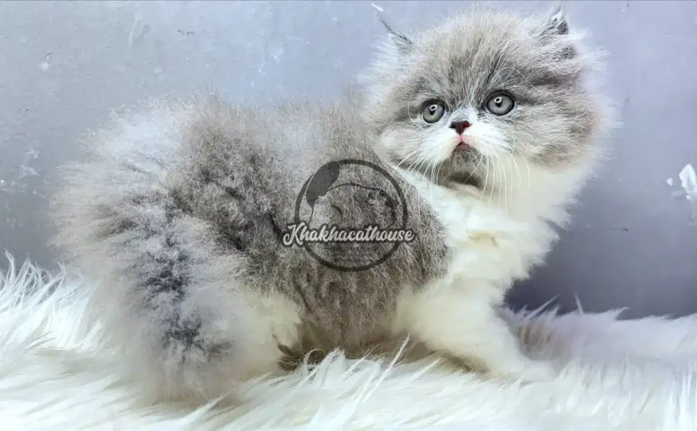 Kucing Persian Jantan