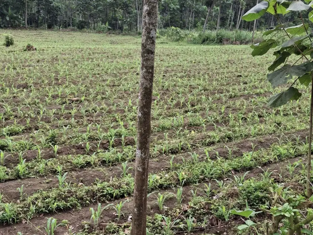 TANAH MURAH KEBUN JAGUNG DEKAT KOTA MALANG