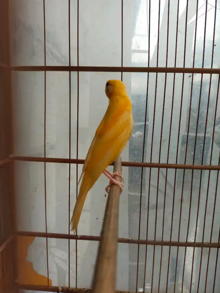 Burung kenari F1gbsf paud/anak jantan