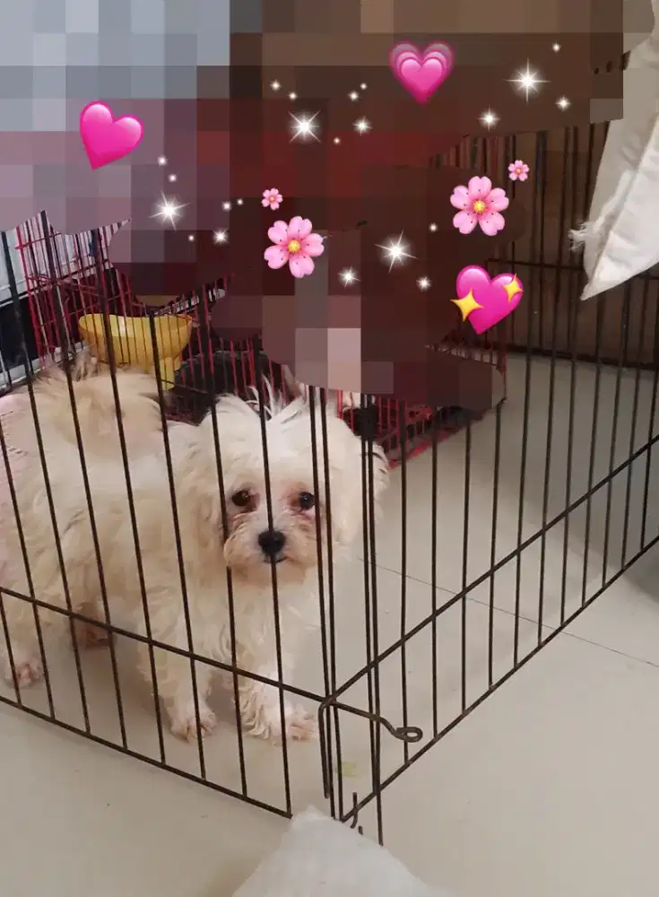 Anak Anjing Malteze Murah