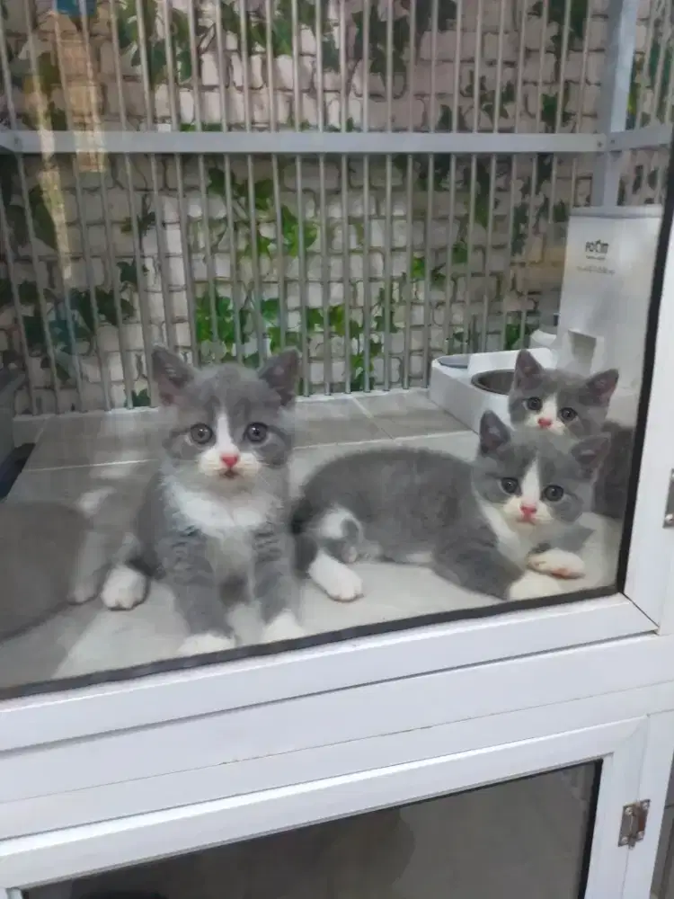 Kucing bsh British shorthair bicolour blue