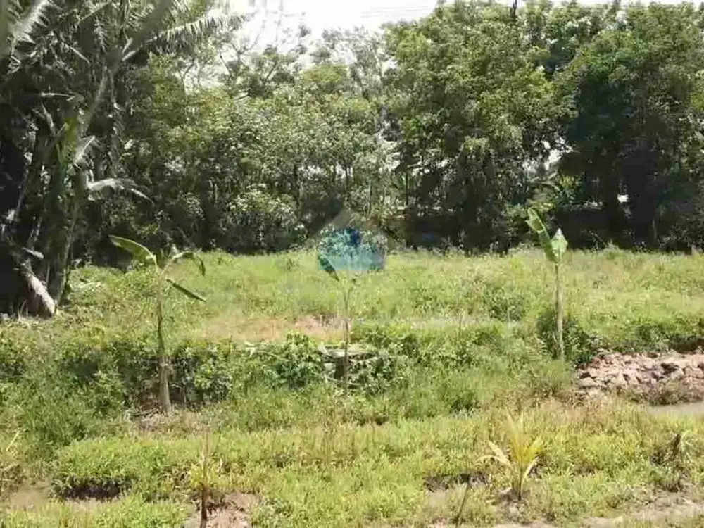 Tanah murah di jl ds Gembong Balaraja Tangerang cocok untuk gudang
