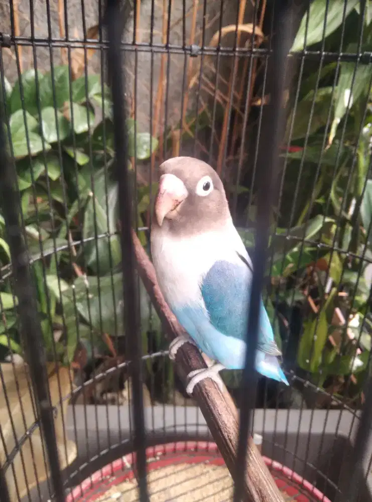 Lovebird Nkekekk Fullset