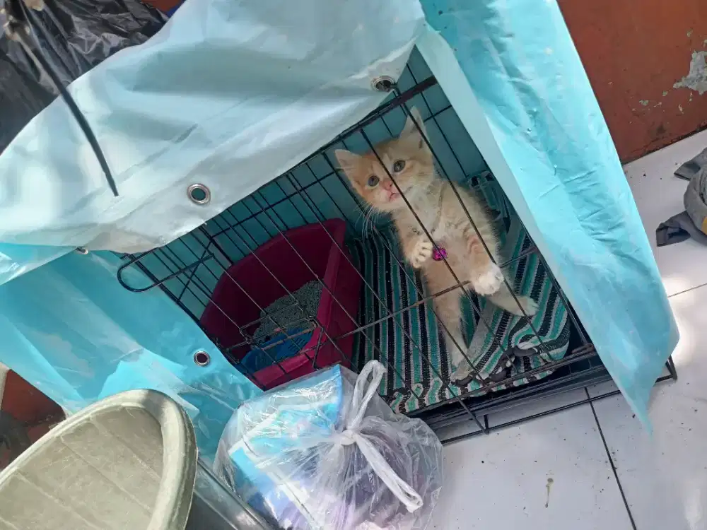 KUCING ANAKAN PERSIA