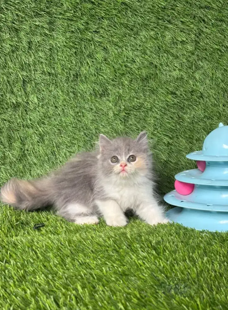 READY bnyak dan beda jenis