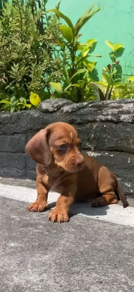 Anjing Dachshund Tekel