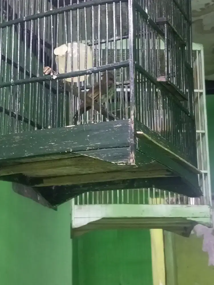 Burung cak willis / rengganis