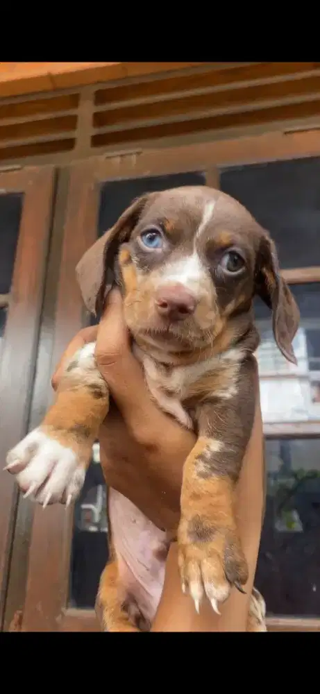 Anjing Dachshund Mini Tekel