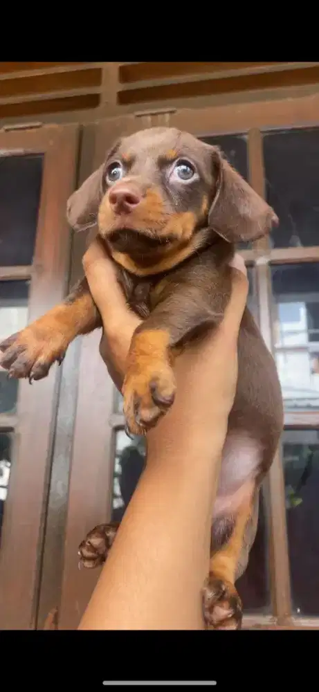 Anjing Dachshund Mini Tekel