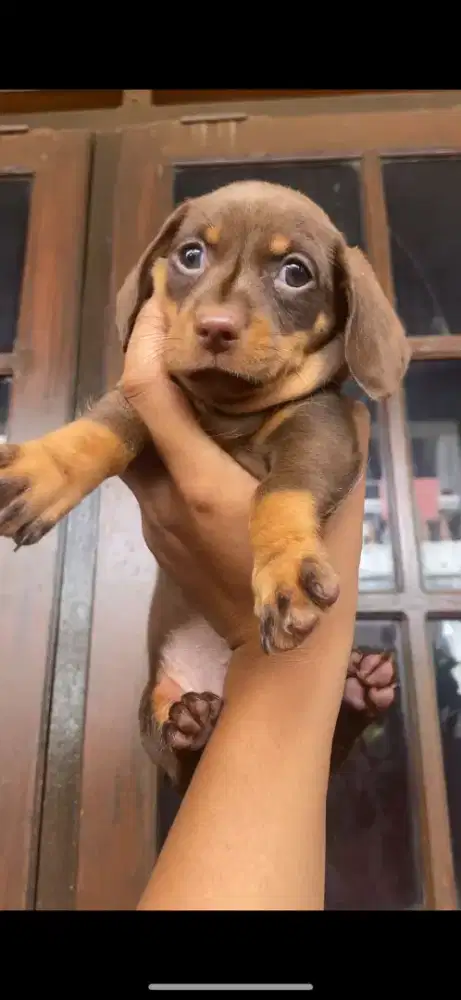 Anjing Dachshund Mini Tekel