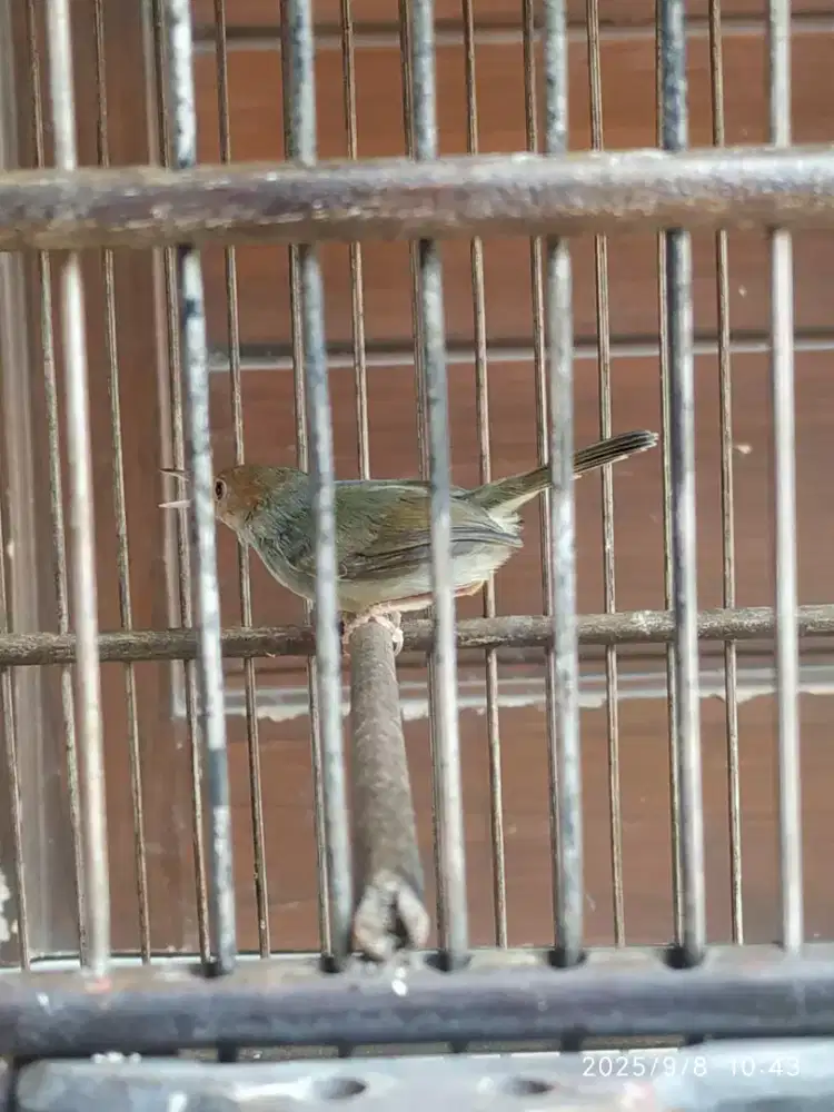 prenjak merah / klawu gacor dor