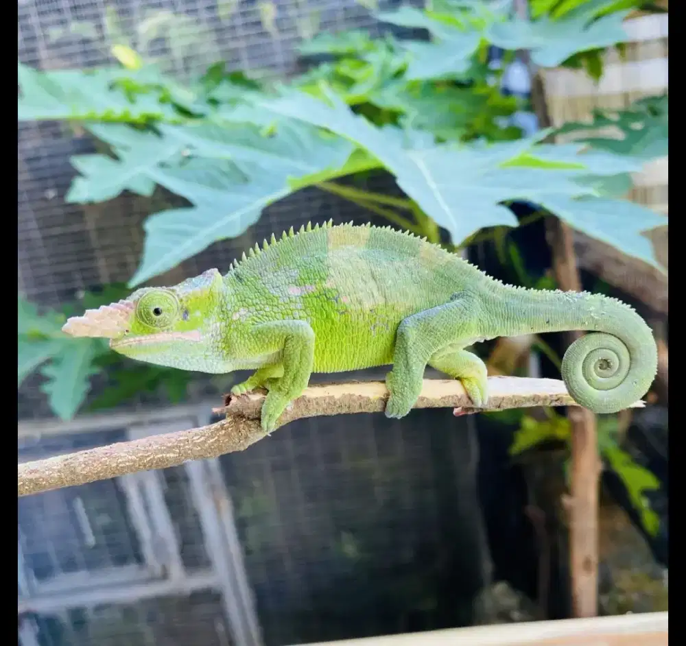 Chameleon Fischer Jantan Usia 6 Bulan