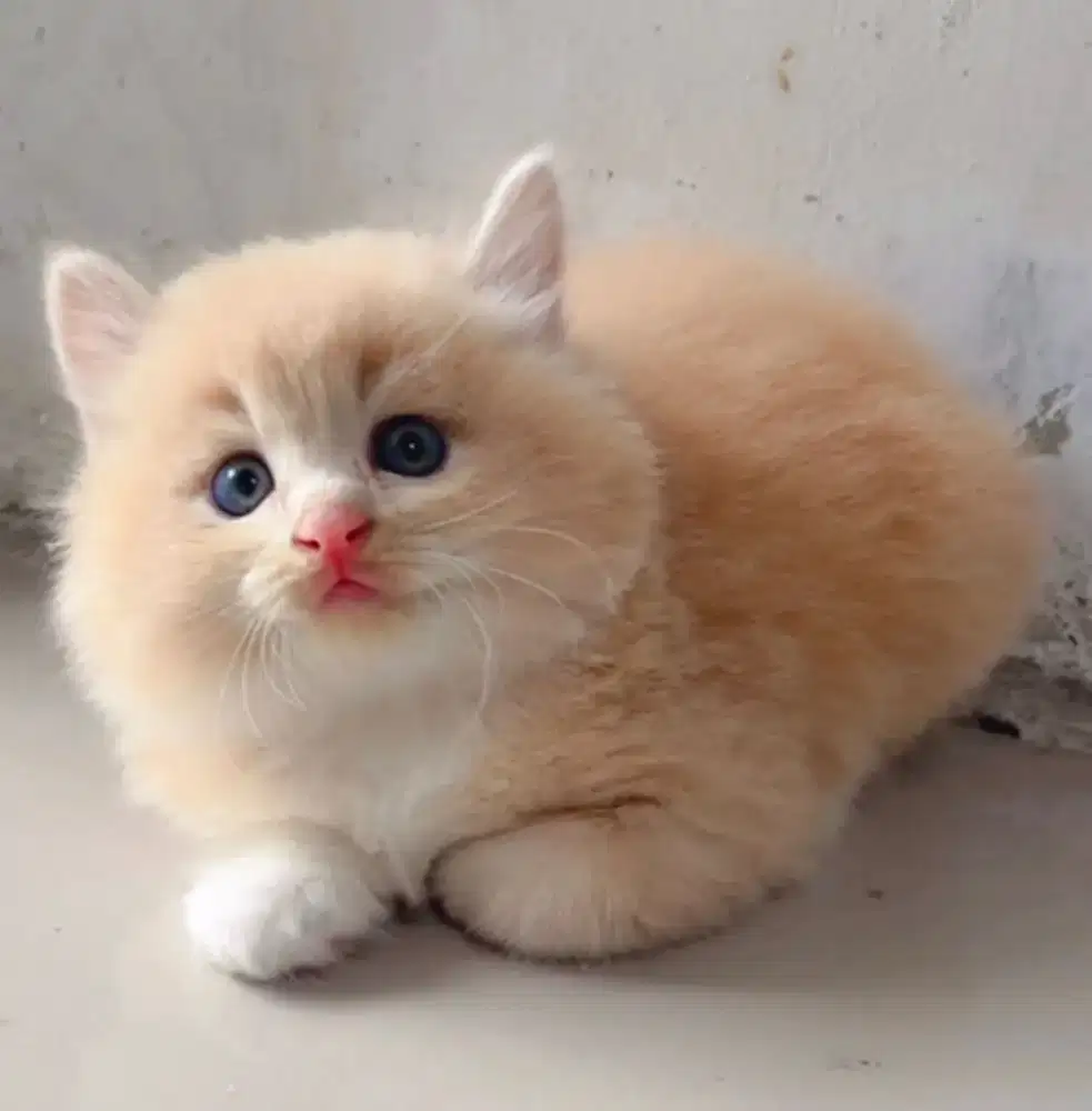 Kucing kitten persia