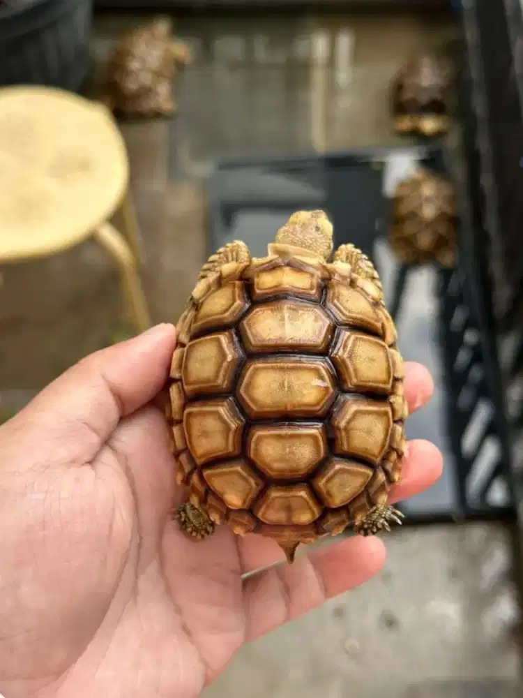sulcata 7,5 cm cerah makan rakus sehat walafiat