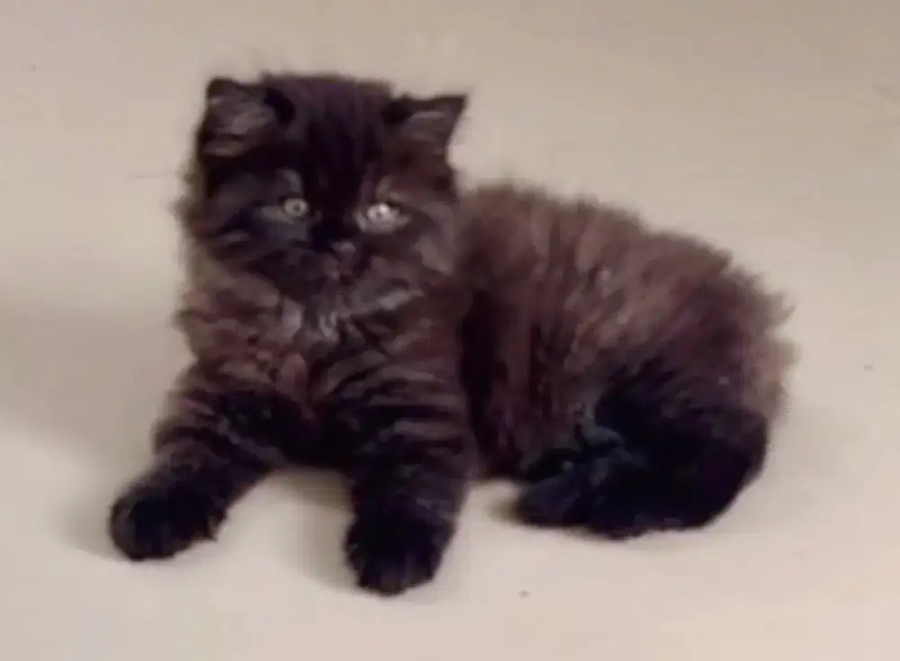 Kucing Kitten Persia