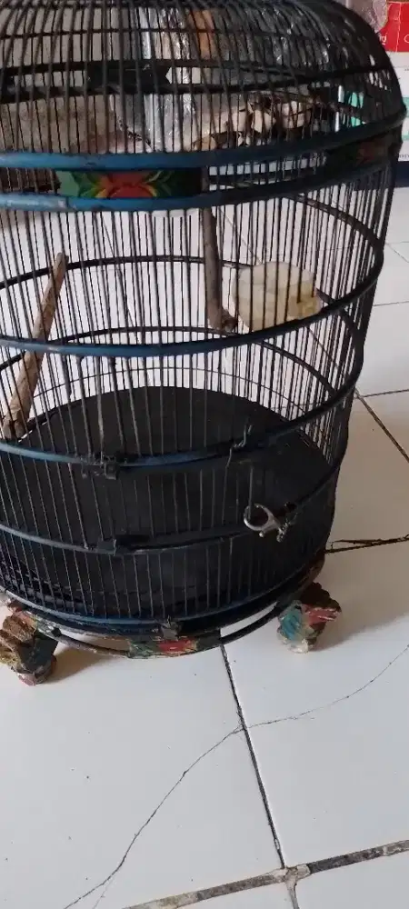 Jual sangkar murah..