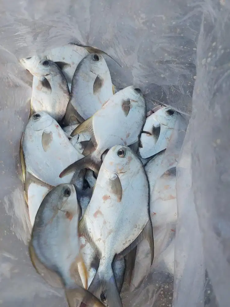 Ikan Bawal Bintang Segar