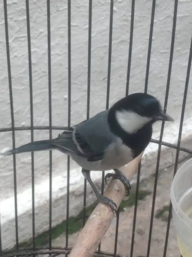 Gelatik-batu wingko Jantan