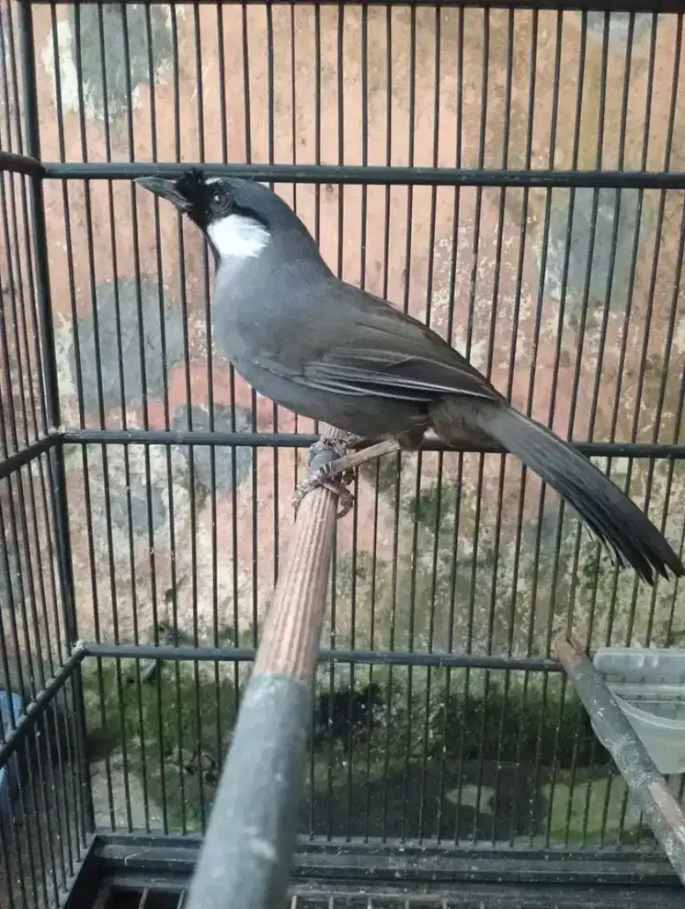 Poksay hongkong jantan gacor body big