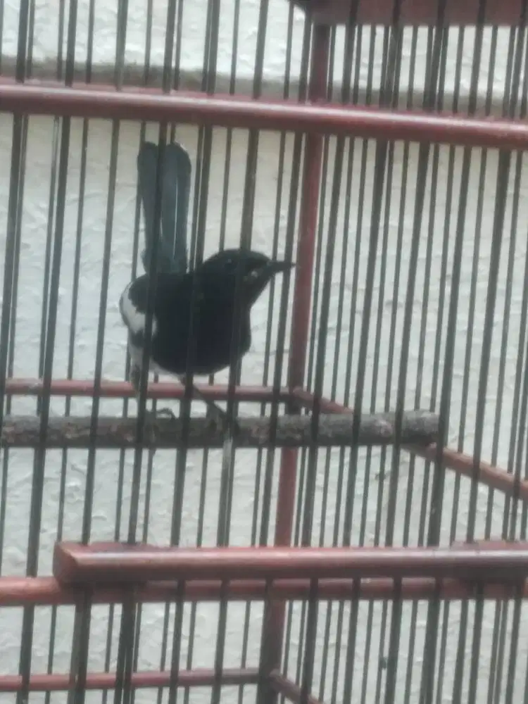 Kacer dada putih jantan full set