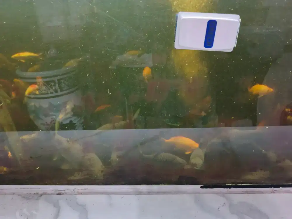 Jual Ikan Dewa (Masher) Borongan