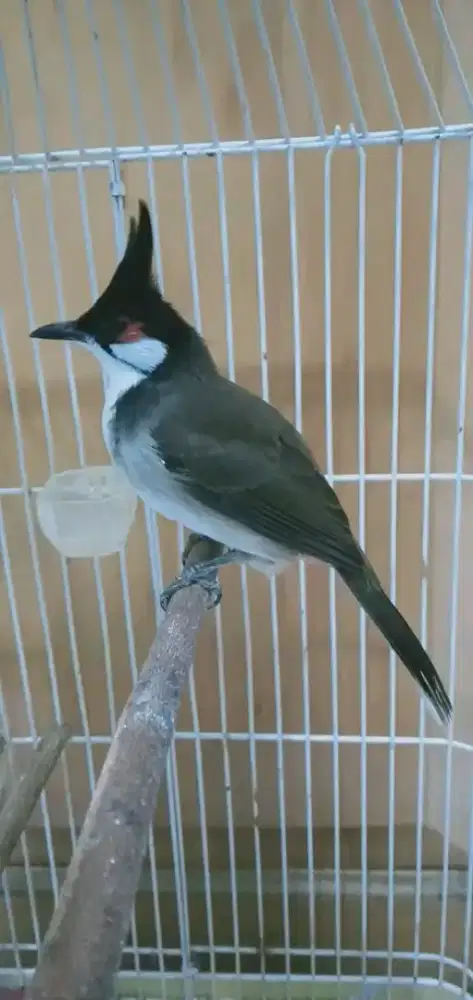 Merbah jambul/kutilang vietnam mulus