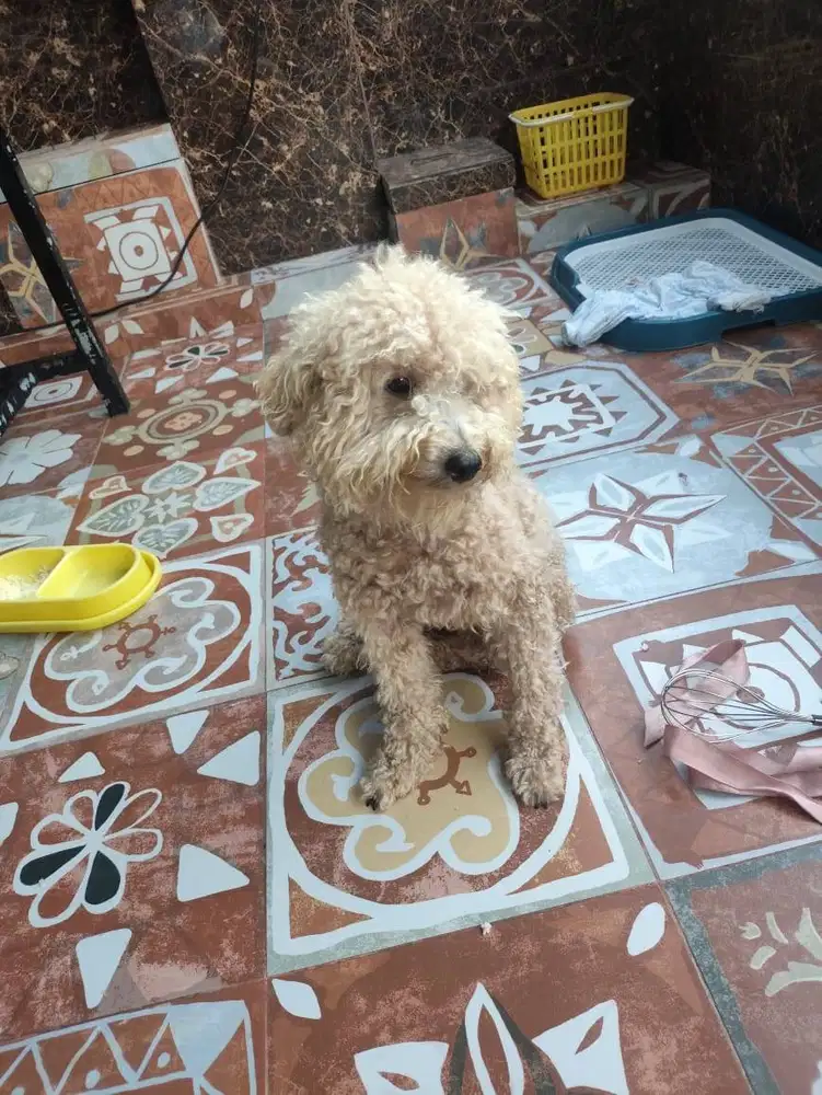 Jual Anjing Toy Poodle Apricot Jantan