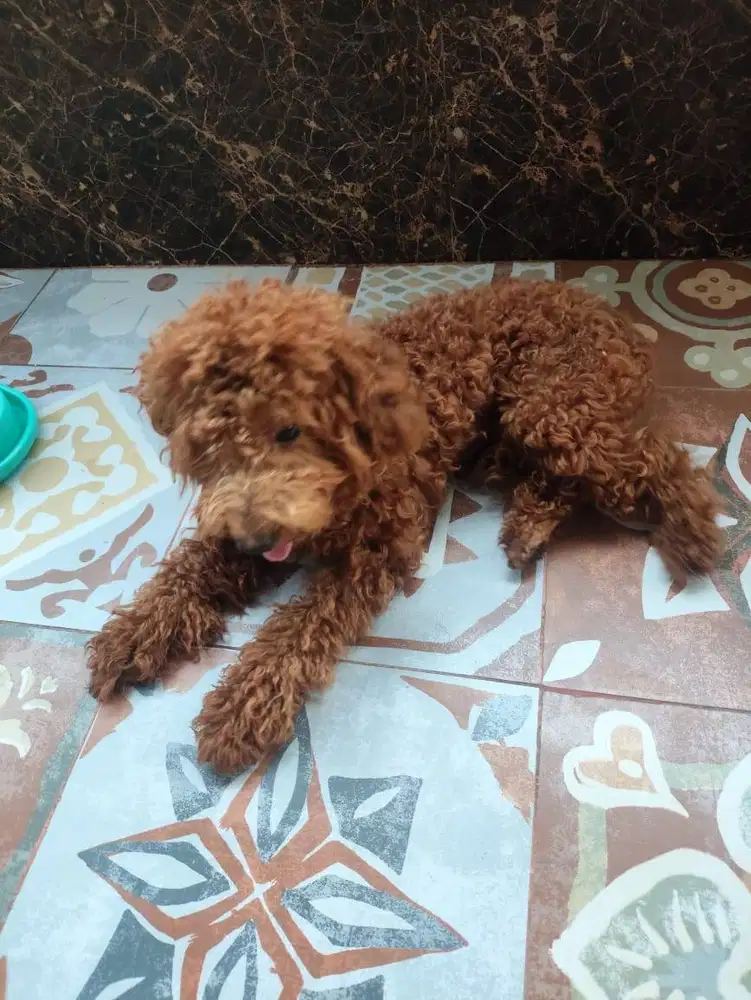 Jual Anjing Red Toy Poodle Betina
