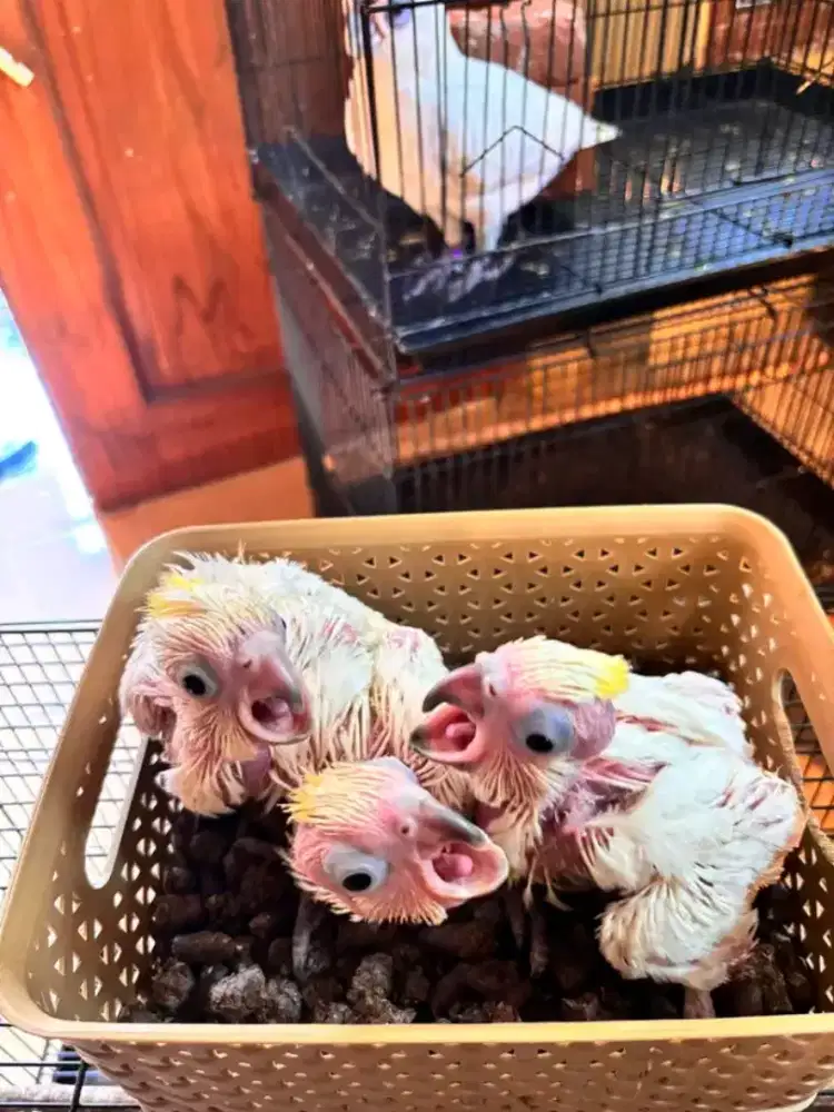 Baby jamkun bersertifikat bksda bahan talking