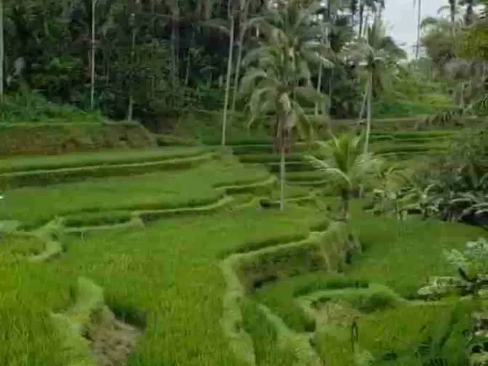 land with amazing rice terrace view in tegalalang