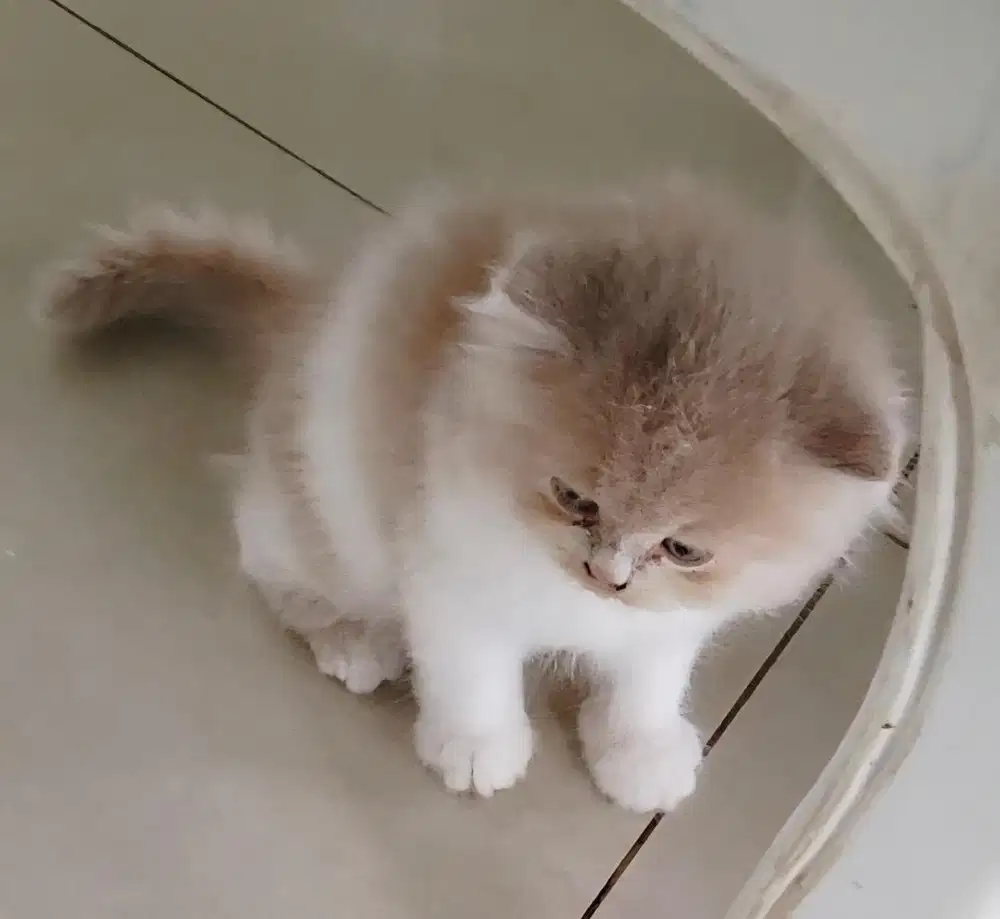 Kitten persia betina