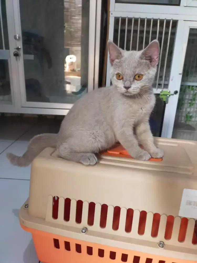 Kucing bsh British shorthair betina lilac