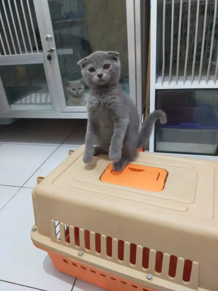 Kucing scotish fold betina dan jantan